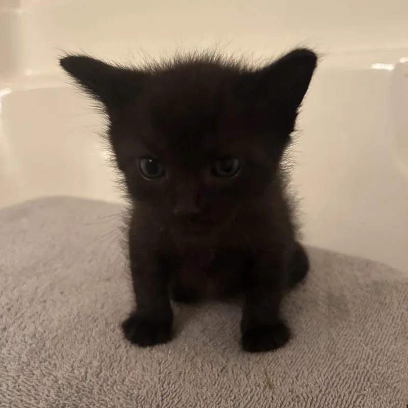 A baby small-sized male Black Domestic Short Hair cat named Schmidt for adoption in Auburn, AL