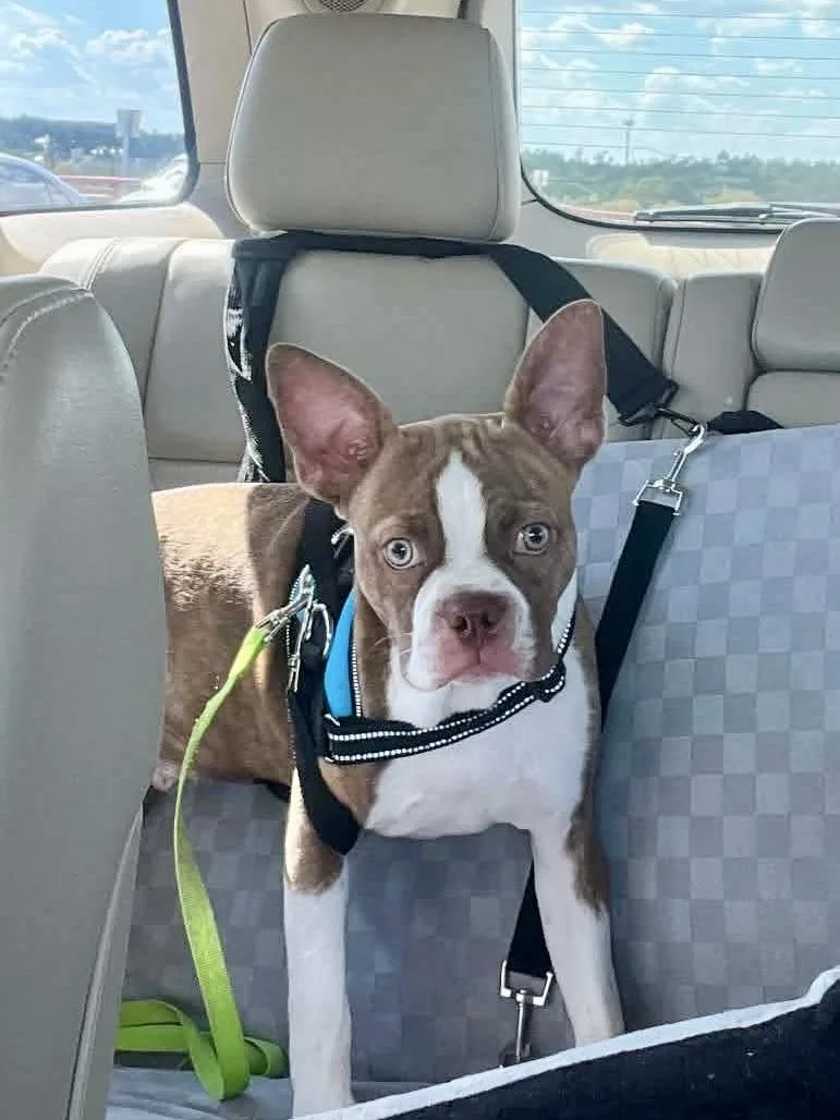 Frankie