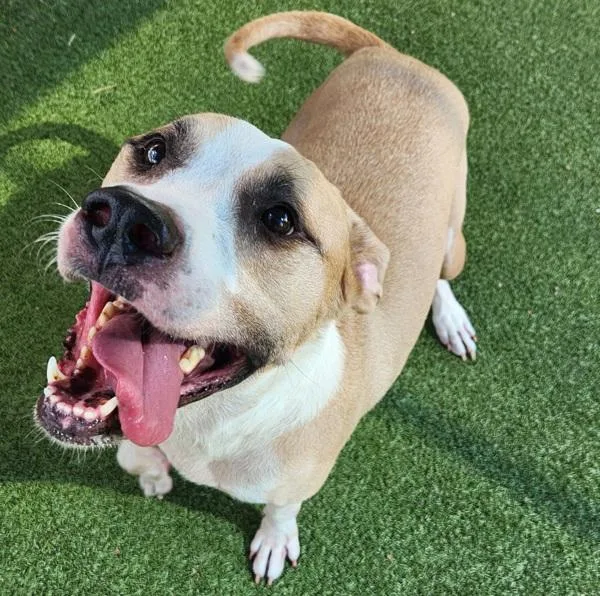 An adult large-sized male Mixed Breed dog named Smart for adoption in Austin, TX