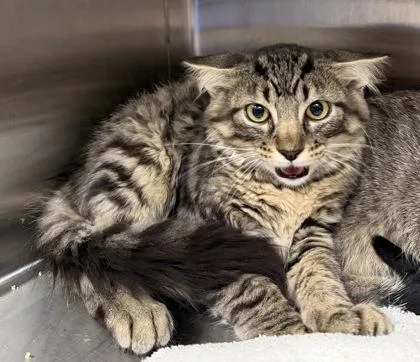 A baby small-sized male Tabby (Buff / Tan / Fawn) Domestic Medium Hair cat named Geode for adoption in Dubuque, IA