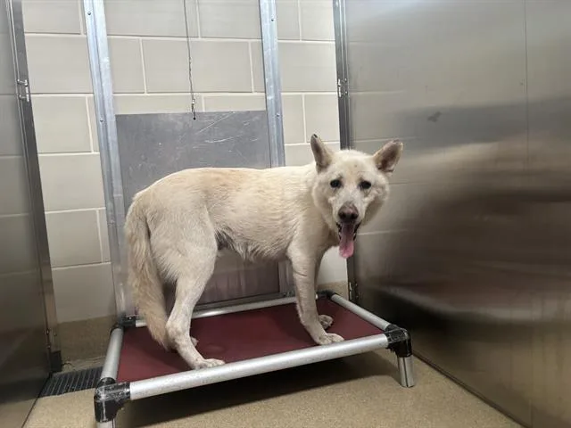 An adult large-sized male German Shepherd Dog dog named Strike for adoption in Grand Prairie, TX
