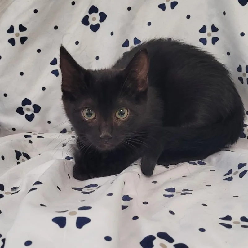 A baby small-sized female Black Domestic Short Hair cat named Kole for adoption in Coos Bay, OR