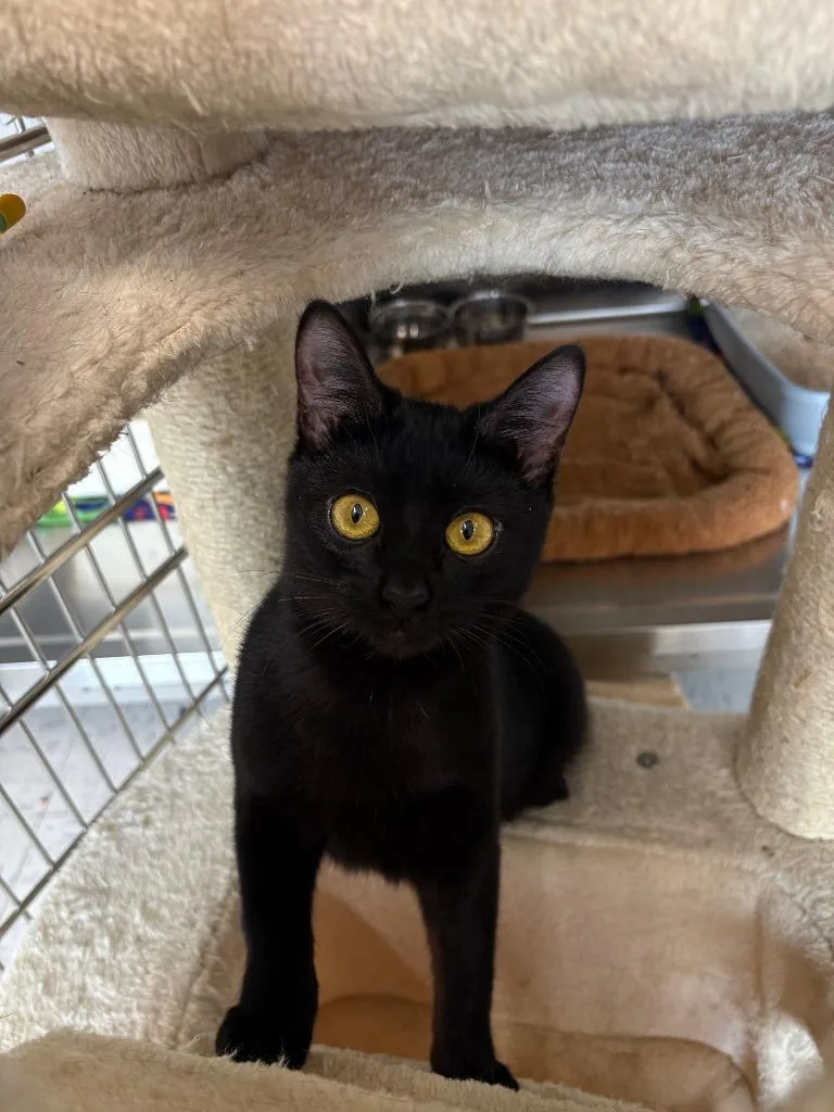 Thursday Icc thumbnail 2