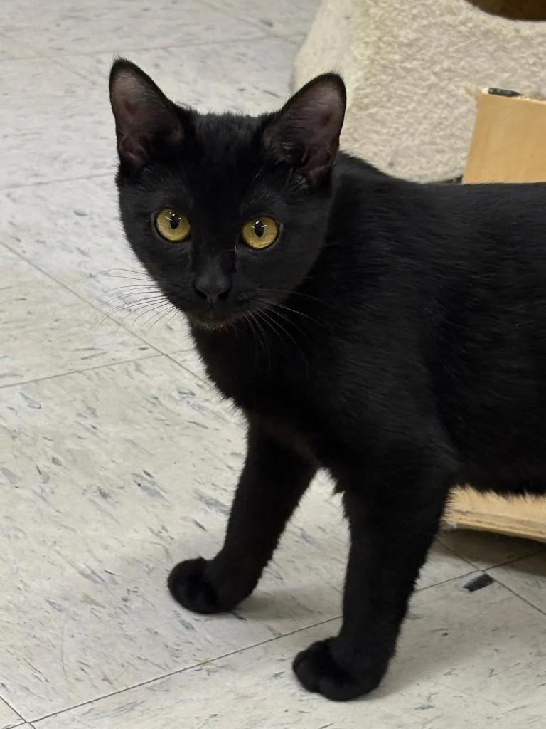 Thursday Icc thumbnail 3