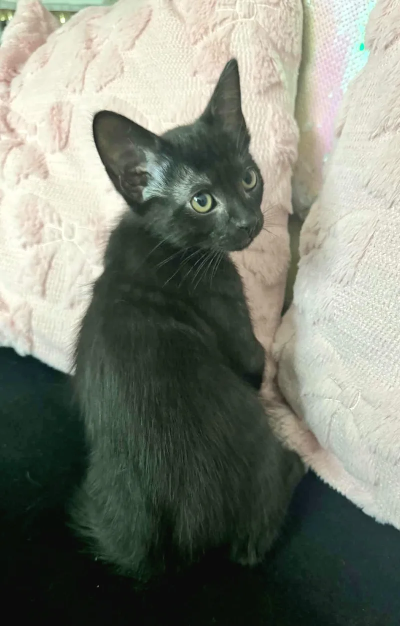 A baby medium-sized male Black Domestic Short Hair cat named Boo for adoption in Gregory, TX