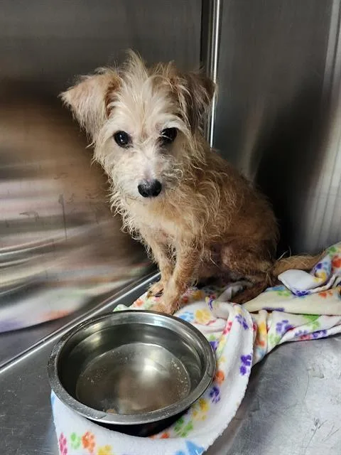 An adult small-sized male Terrier dog named Freddy for adoption in Pearland, TX