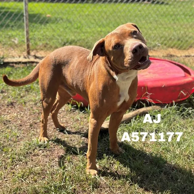 A young medium-sized male Bull Terrier dog named Aj for adoption in Huntsville, AL