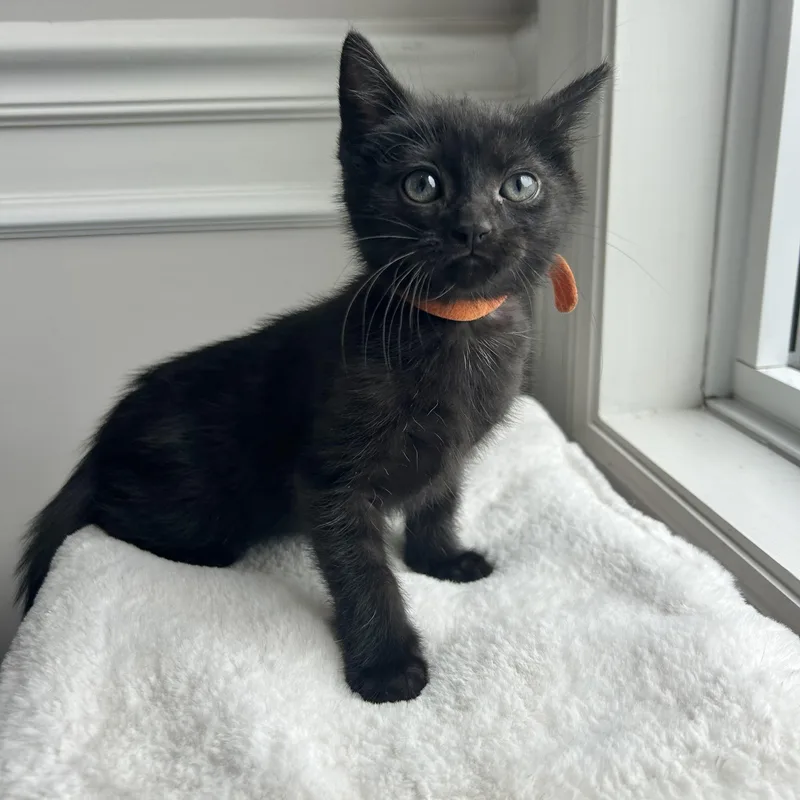 A baby medium-sized male Black Domestic Short Hair cat named Floyd for adoption in Bethel, OH