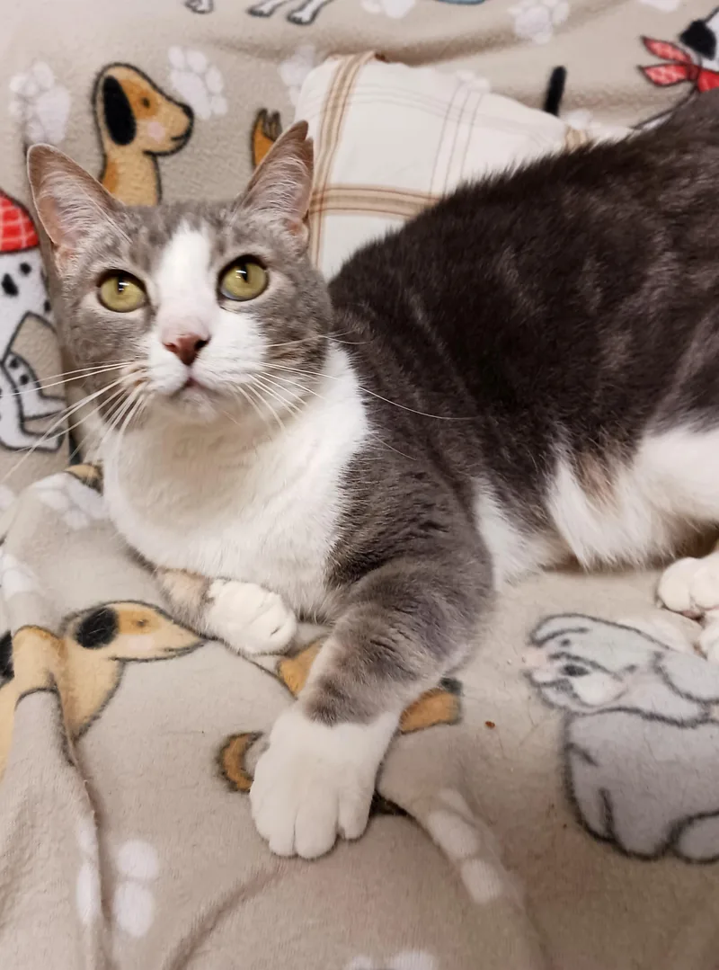 A senior medium-sized male Domestic Short Hair cat named Duck for adoption in Saint Marys, WV