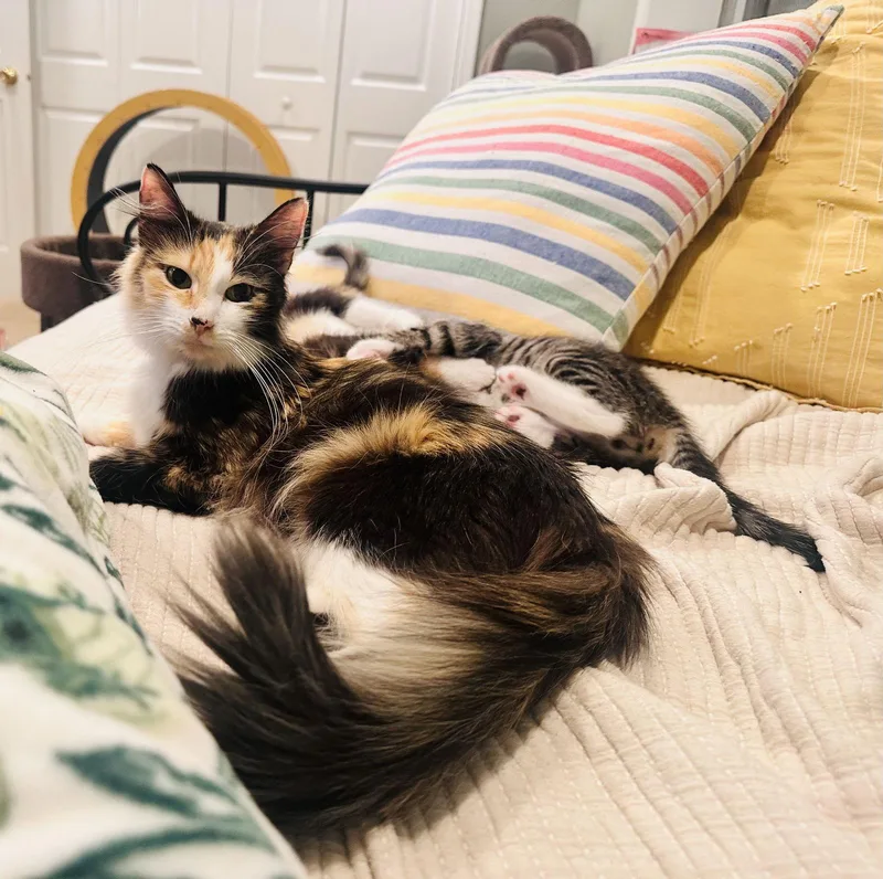 Patience thumbnail 2