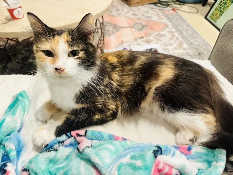 Patience thumbnail 3