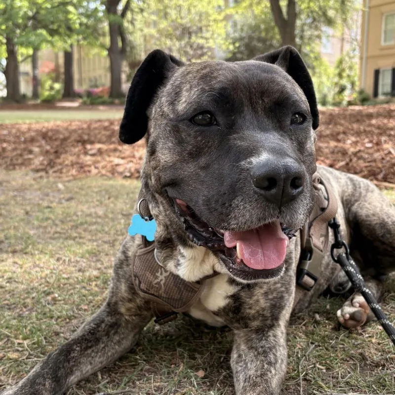An adult medium-sized male Brindle Pit Bull Terrier dog named Lamar for adoption in Columbia, SC