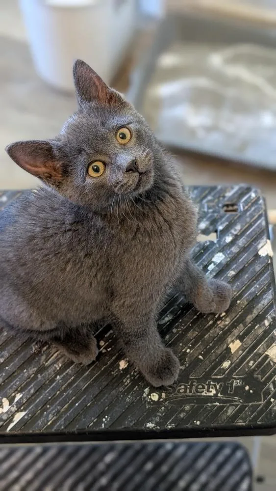 A baby small-sized male Gray / Blue / Silver Domestic Short Hair cat named Gray Mom Baby for adoption in Plymouth, MI