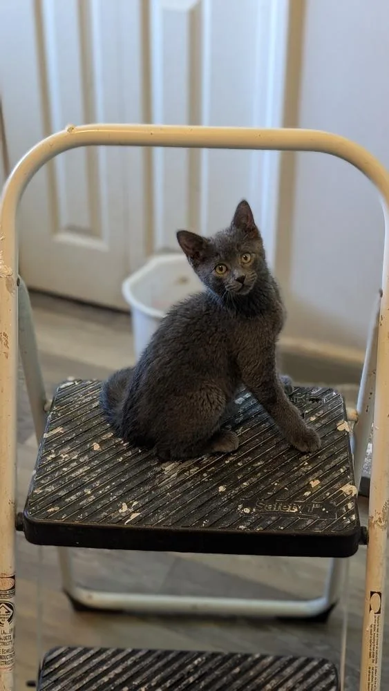 Gray Mom Baby  thumbnail 2