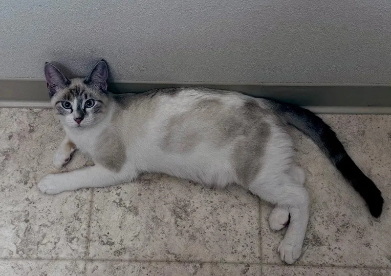 A young medium-sized male Domestic Short Hair cat named VPMChili for adoption in Battle Ground, WA