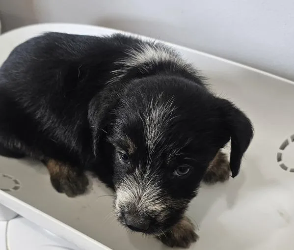 A baby medium-sized male Terrier dog named Hammett for adoption in Cleveland, TN