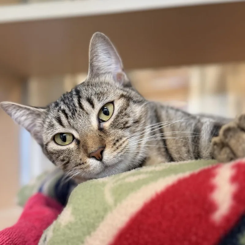 An adult medium-sized female Domestic Short Hair cat named Waffles for adoption in Chesapeake, VA