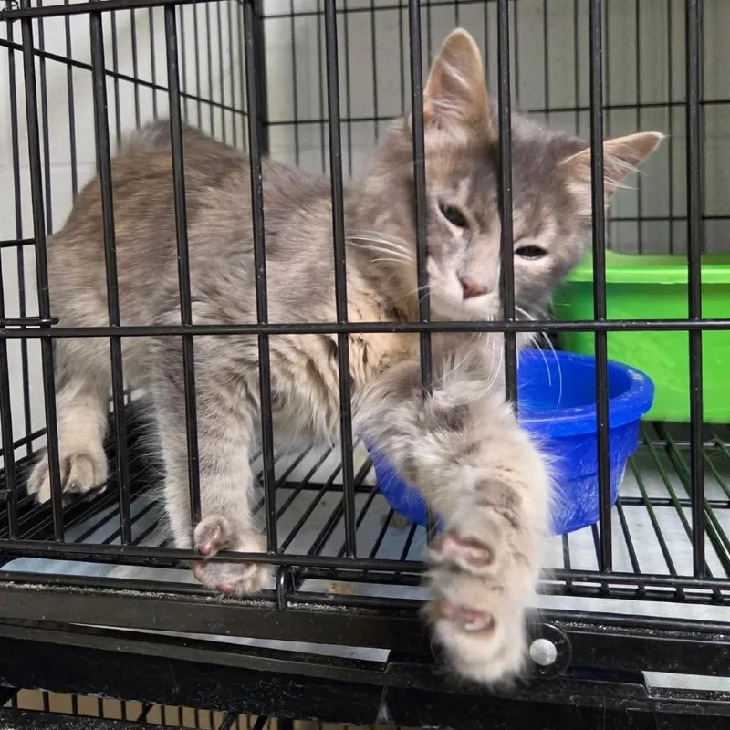 A baby small-sized female Domestic Short Hair cat named Virginia for adoption in Idaho Falls, ID