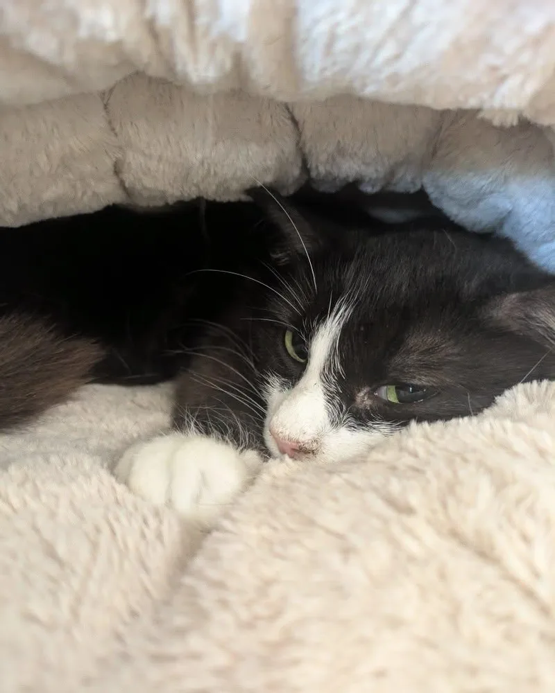 A young small-sized female Black & White / Tuxedo Domestic Medium Hair cat named Miss Millicat Fluffington for adoption in Great Mills, MD