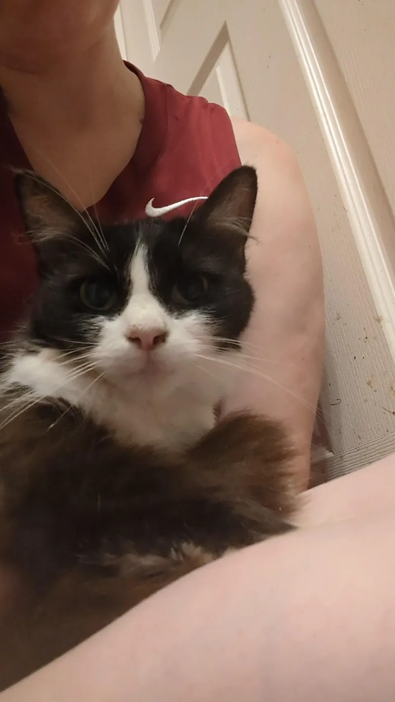 Miss Millicat Fluffington thumbnail 2