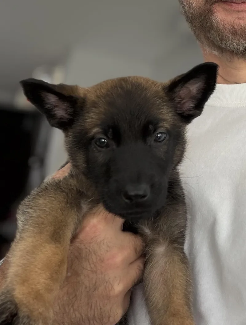 A baby small-sized male Belgian Shepherd / Malinois dog named Argos Ajax for adoption in Millburn, NJ
