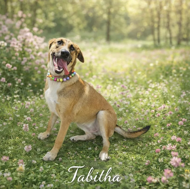 Tabitha thumbnail 2