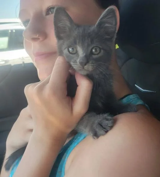 A baby medium-sized male Tabby (Gray / Blue / Silver) Tabby cat named Thayer for adoption in Omaha, NE