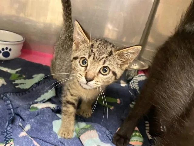 A baby small-sized female Domestic Short Hair cat named Pipper for adoption in Fort Wayne, IN