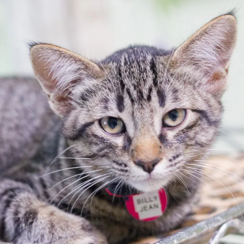 A baby medium-sized female Domestic Short Hair cat named Billy Jean for adoption in Hot Springs, AR