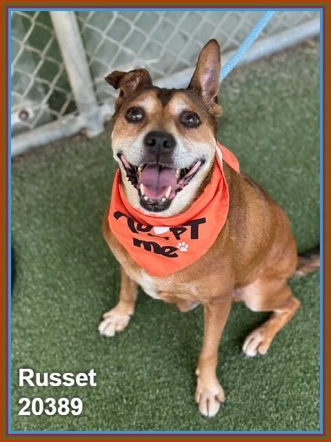 Russet