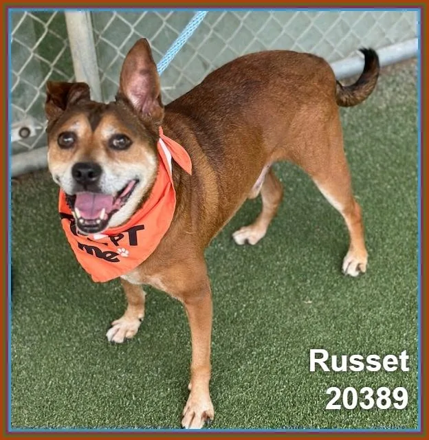 Russet thumbnail 2
