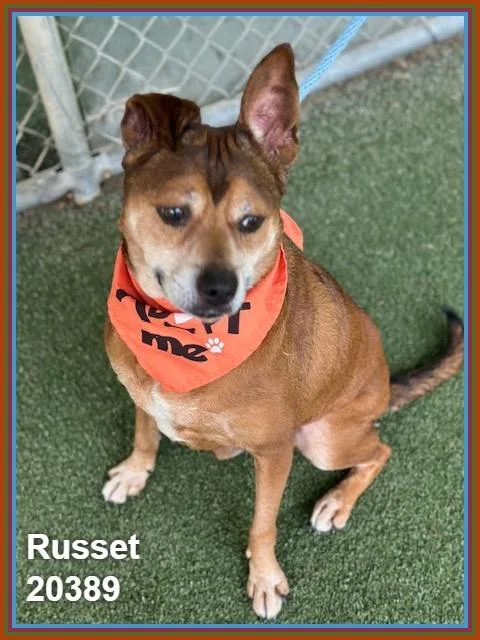 Russet thumbnail 5