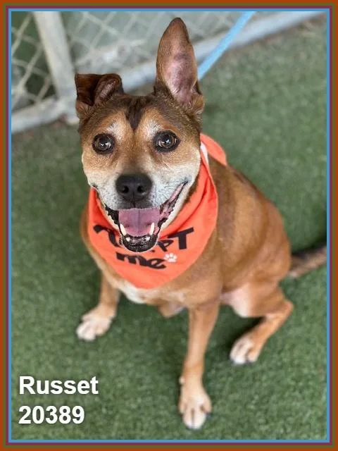 Russet thumbnail 6
