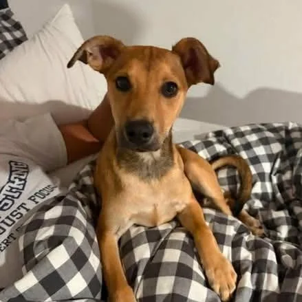 A young medium-sized female Yellow / Tan / Blond / Fawn Mixed Breed dog named Jada for adoption in Alma, WI