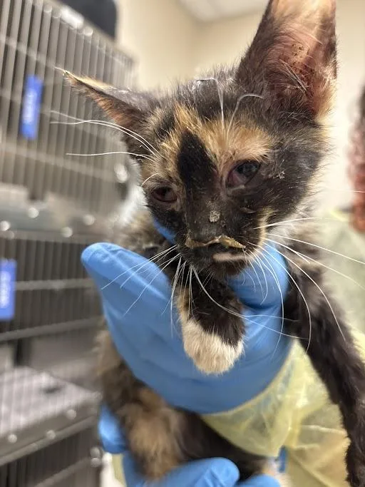 A baby small-sized female Domestic Short Hair cat named Stir Fry for adoption in Las Vegas, NV