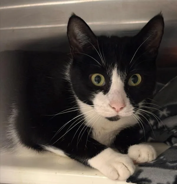 A young medium-sized female Domestic Short Hair cat named Luana for adoption in Des Moines, IA