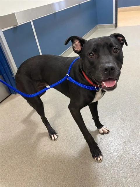 A young medium-sized male Terrier dog named Zeus for adoption in Miami, FL