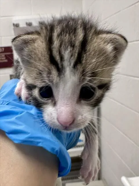 A baby small-sized male Domestic Short Hair cat named Aloe for adoption in Derwood, MD