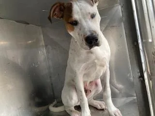 A baby large-sized male Mixed Breed dog named Loki for adoption in Dallas, TX