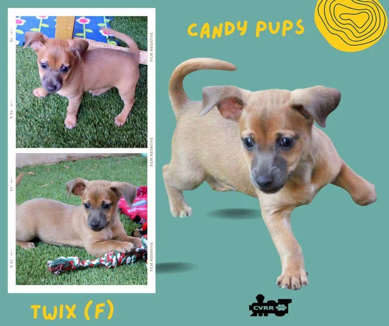A baby small-sized female Terrier dog named Twix for adoption in LINDSAY, CA