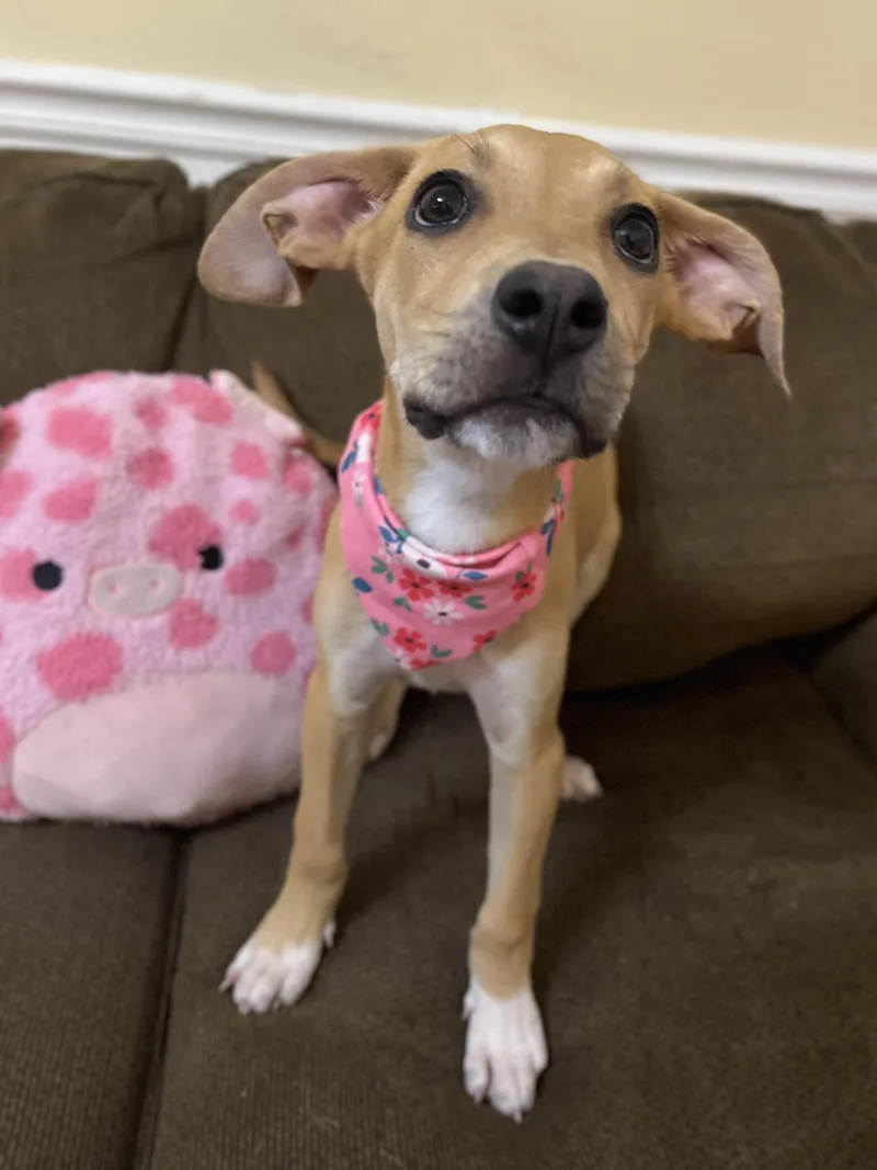 Annie