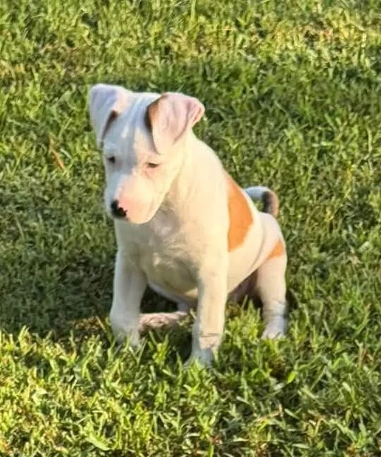 A baby medium-sized female Pit Bull Terrier dog named Lucille for adoption in Meridian, MS