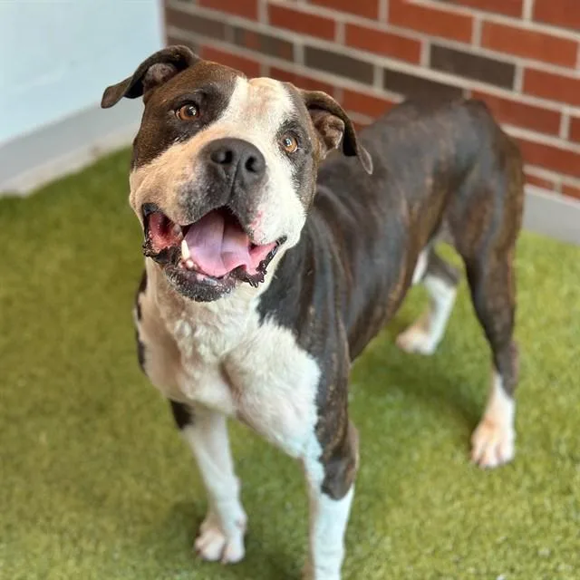 An adult large-sized male Pit Bull Terrier dog named Gino for adoption in Edmond, OK