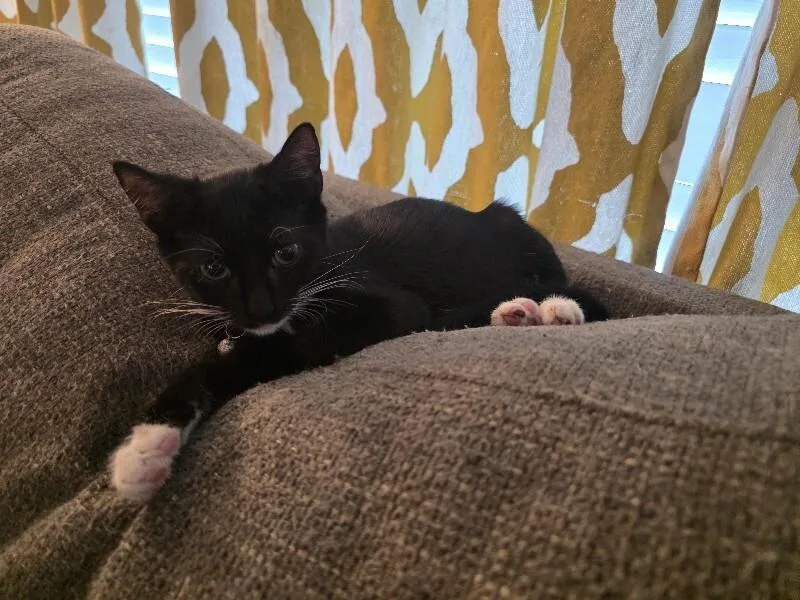 A young medium-sized male Black & White / Tuxedo Tuxedo cat named Saja for adoption in Maitland, FL