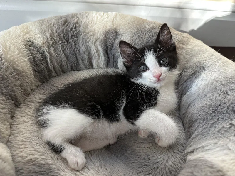 A baby medium-sized male Black & White / Tuxedo Domestic Short Hair cat named Bowie for adoption in Vacaville, CA