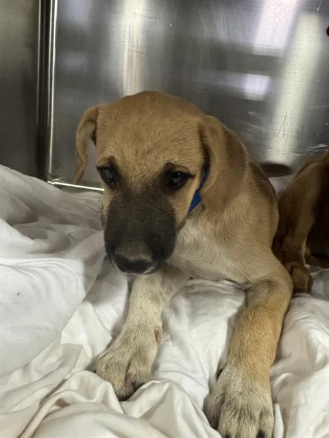 A baby small-sized male Chihuahua dog named Puppy for adoption in Bakersfield, CA
