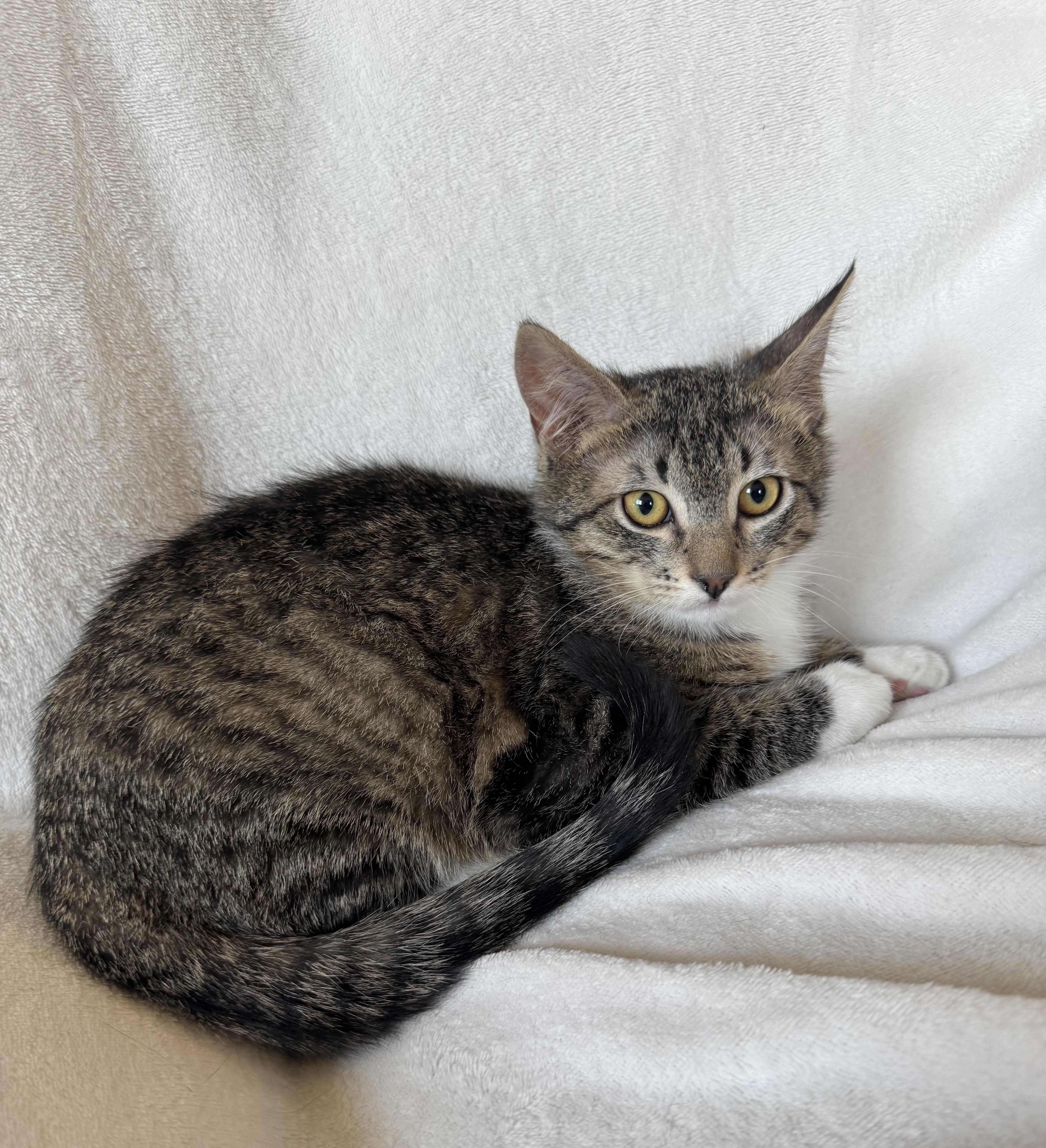 A baby medium-sized female Tabby (Buff / Tan / Fawn) Domestic Short Hair cat named Gabriella for adoption in Ephrata, WA