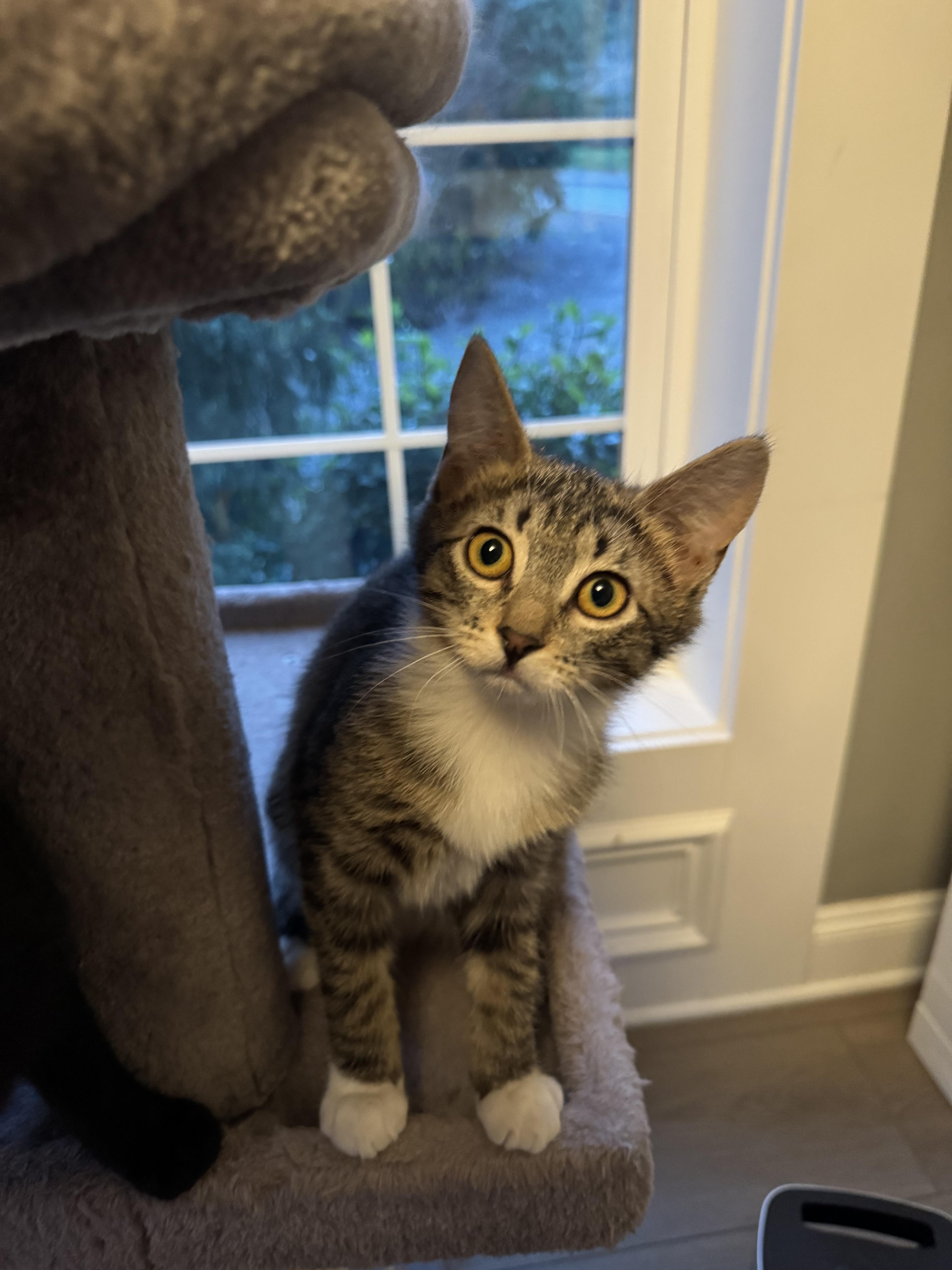 Gabriella thumbnail 2