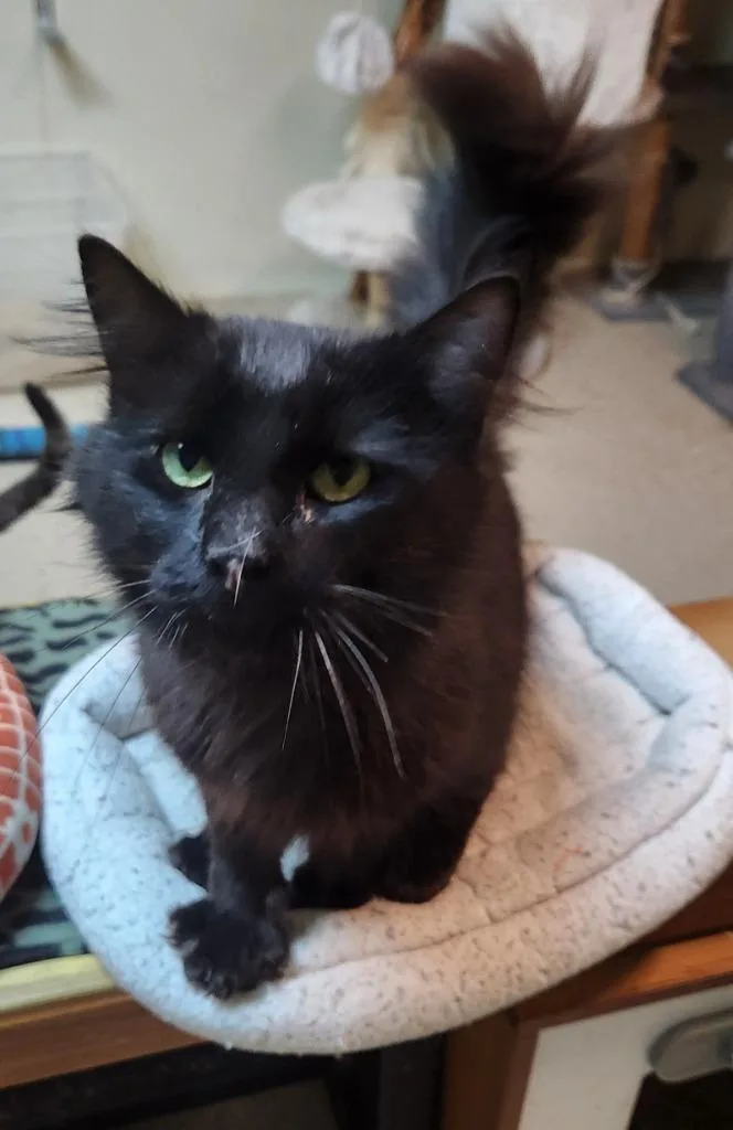 A young medium-sized male Domestic Long Hair cat named Merlin for adoption in Walnutport, PA
