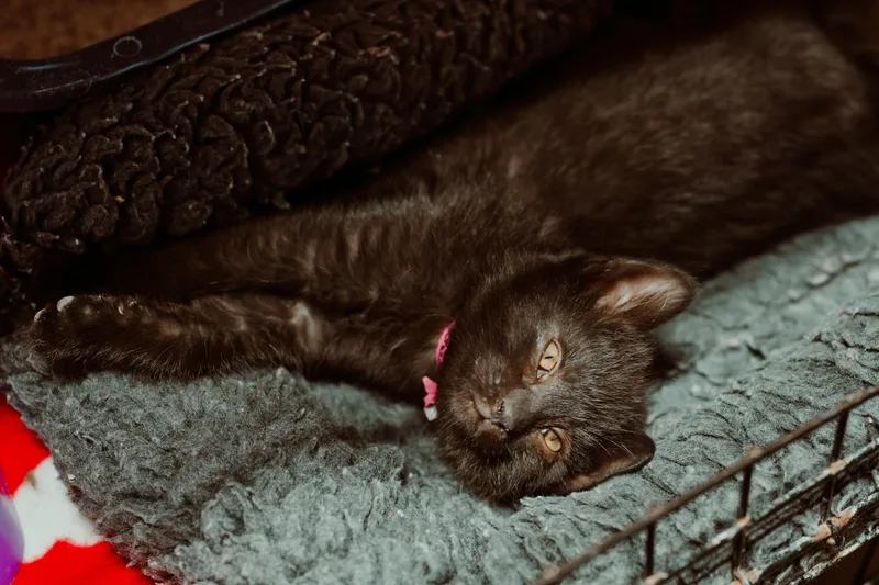 A baby medium-sized female Black Domestic Short Hair cat named Reagan for adoption in Le Mars, IA